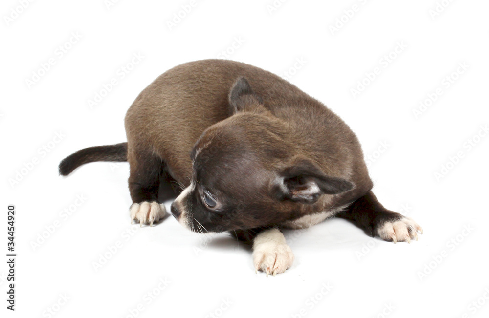 Fototapeta premium small chihuahua puppy