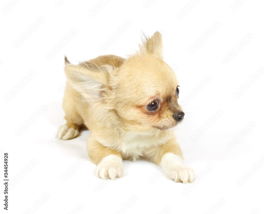 small chihuahua puppy small chihuahua puppy
