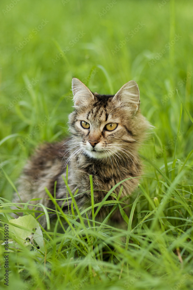 gray cat on a background of green grass