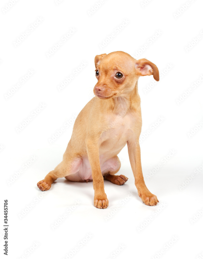Funny puppy Chihuahua poses Funny puppy Chihuahua poses