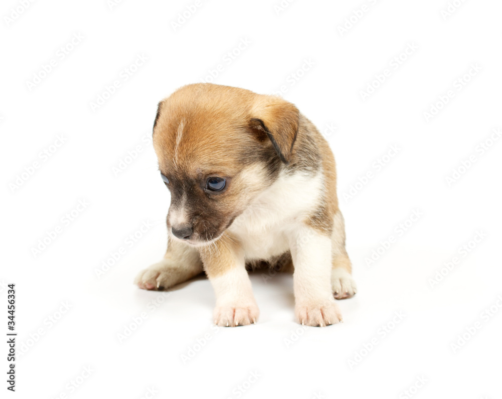 Funny puppy Chihuahua poses