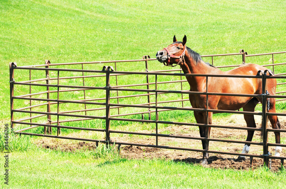Fototapeta premium Horse in Pen