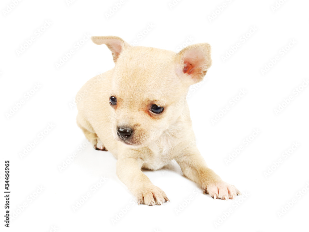 Funny puppy Chihuahua poses