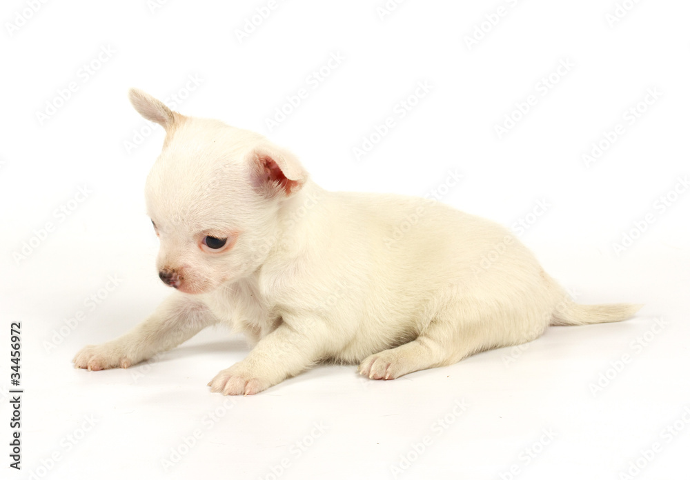 Funny puppy Chihuahua poses