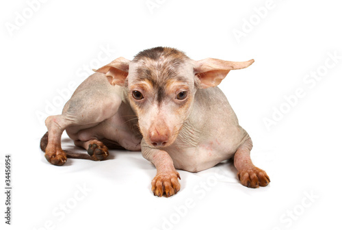 Chinese Crested Dog puppy