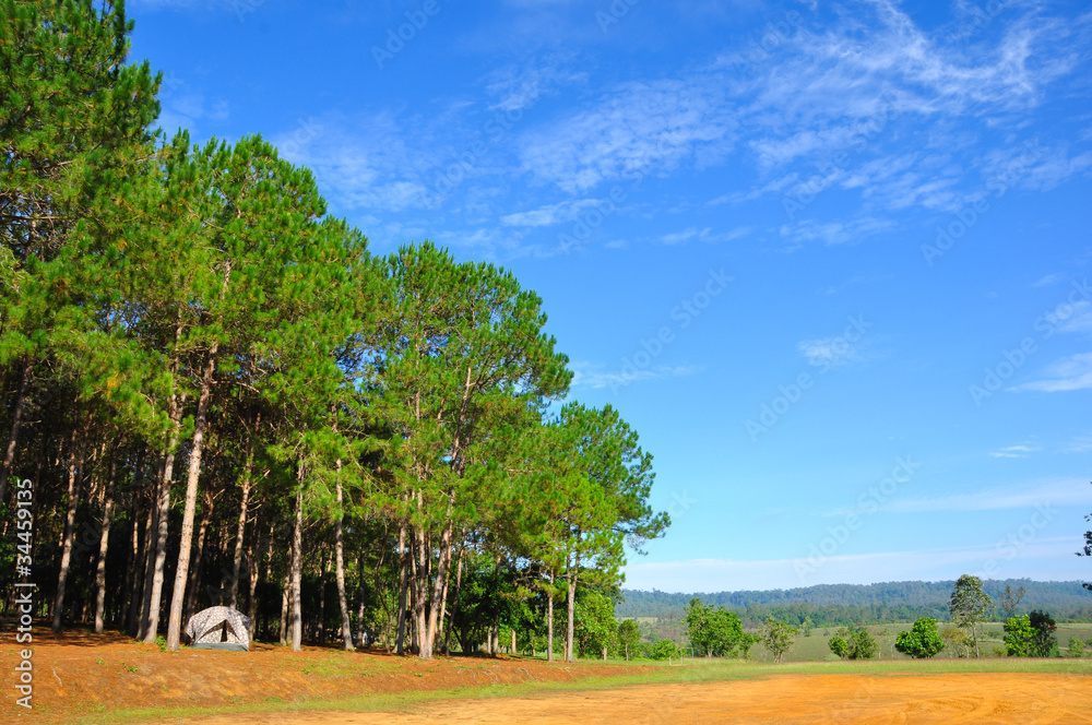 camping in pine forest camping in pine forest