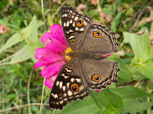 Schmetterling