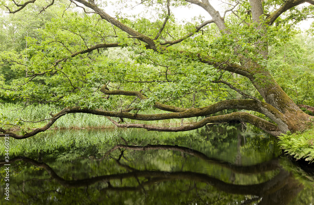 Fototapeta premium Oak reaching over water