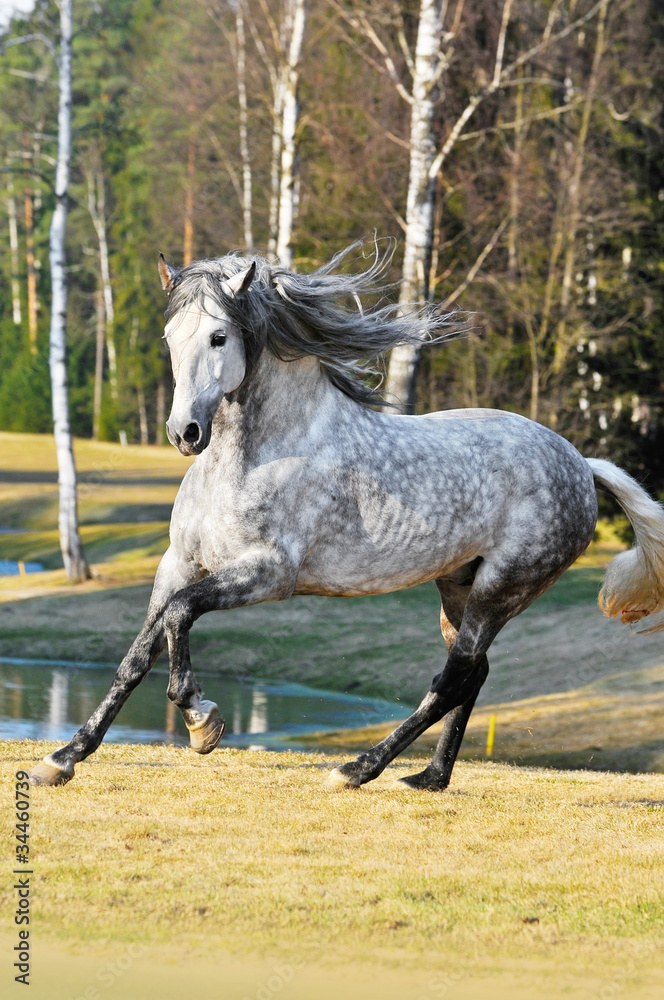 white andalusian stallion runs gallop on the meadow white andalusian stallion runs gallop on the meadow