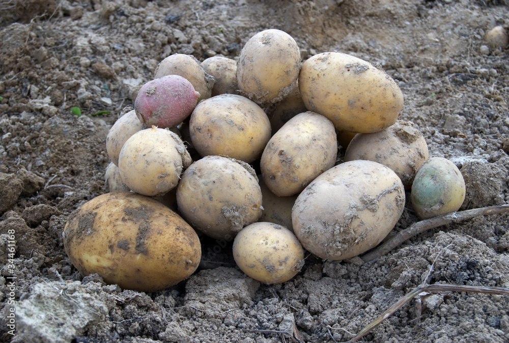 potatoes at field