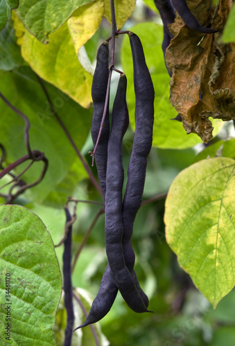 Valokuva leguminous kidney bean