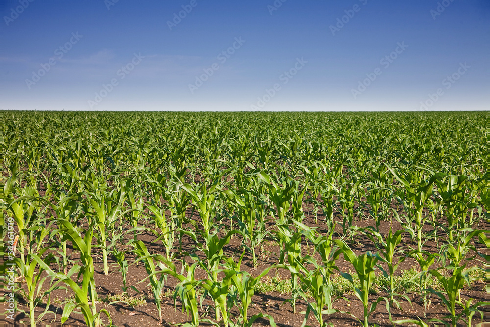 Young corn on field