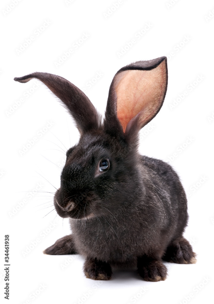 Rabbit farm animal Rabbit farm animal