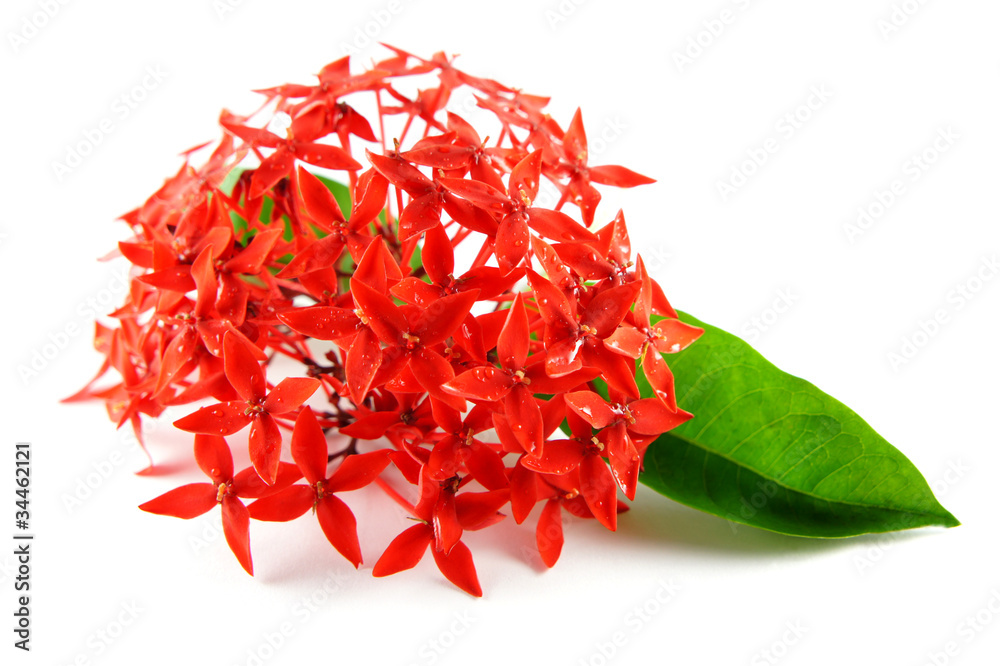Naklejka premium Red Flowers with Green Leaf