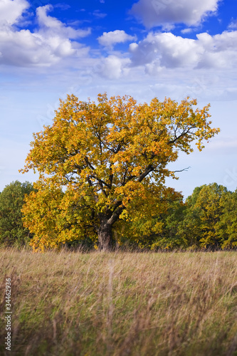 One wonderful autumn tree