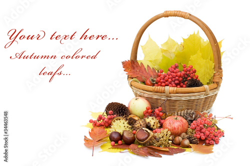 Autumn leaves and fruits isolated