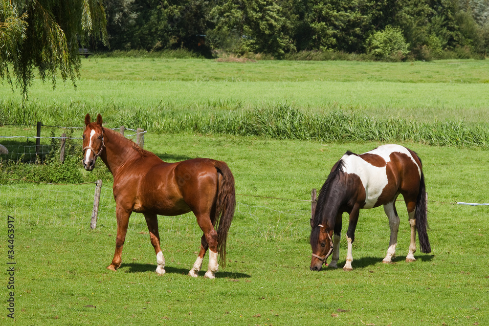 Grassland with two horses