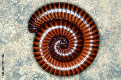 Brown Coiled Millipede Close Up