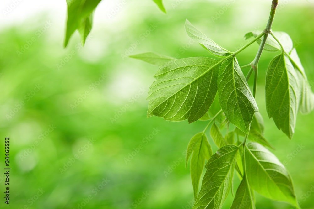green leaves green leaves