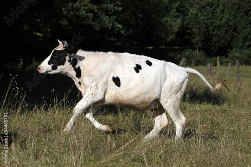 Rennende Kuh auf einer Weide