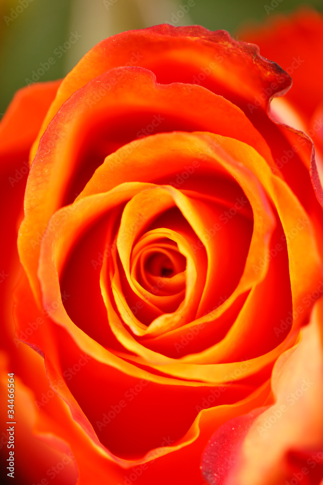 beautiful roses beautiful roses