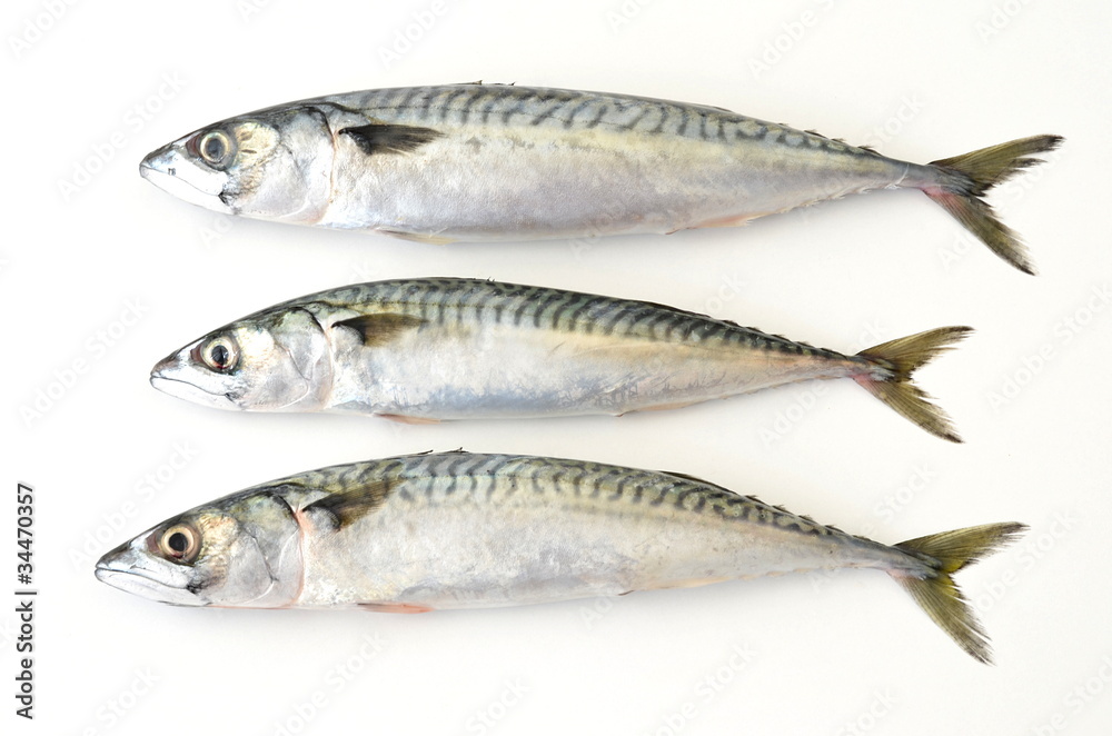 three fresh mackerel fish on white background