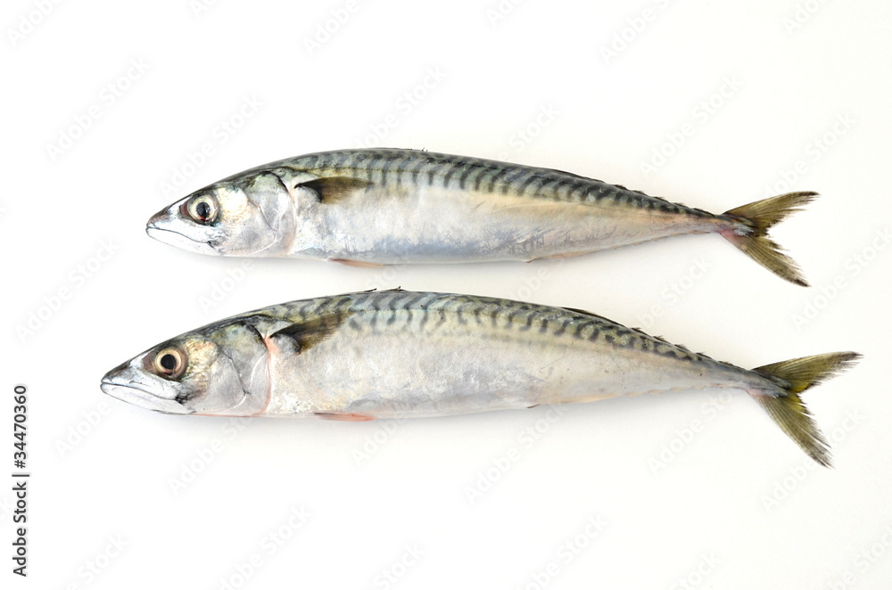 two fresh mackerel fish on white background