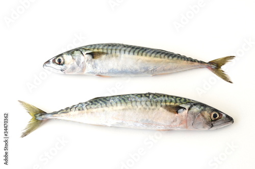 two fresh mackerel fish on white background