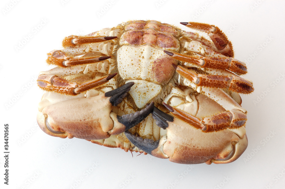fresh brown crab or atlantic edible crab