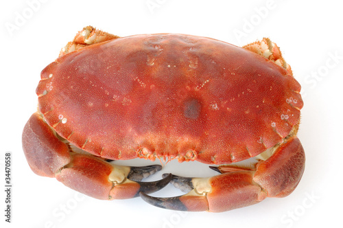 cooked brown crab or atlantic crab on white background