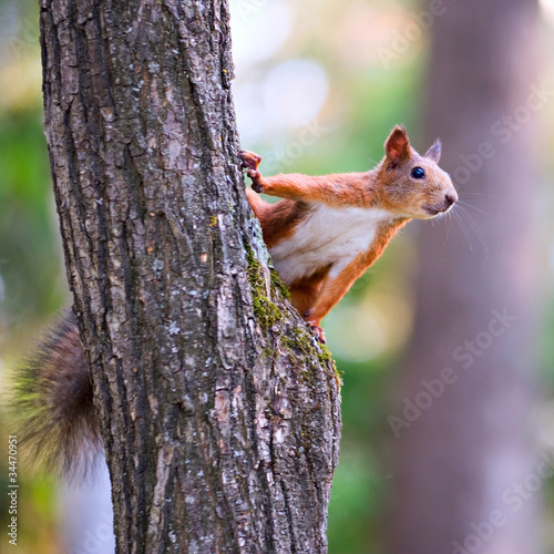 Fotografia Squirrel