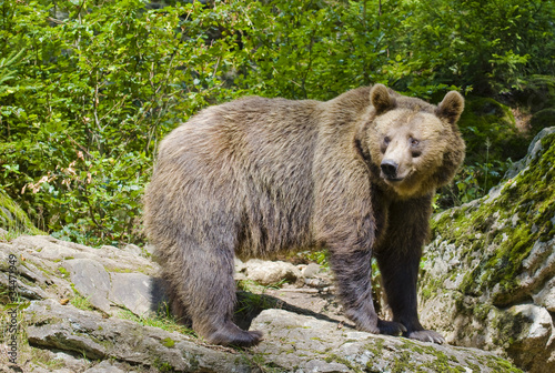 Braunbär auf einem Felsen