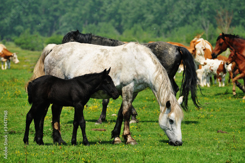 Horse on a green grass