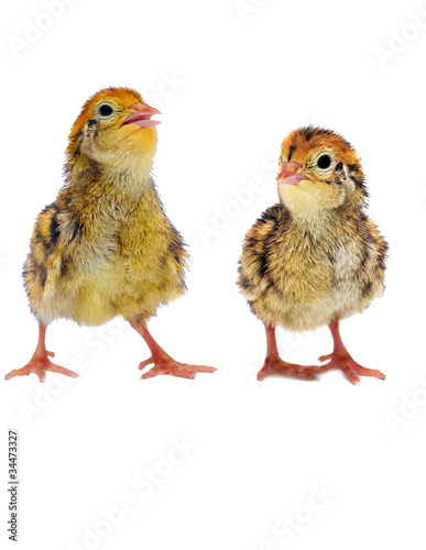couple fluffy little quails