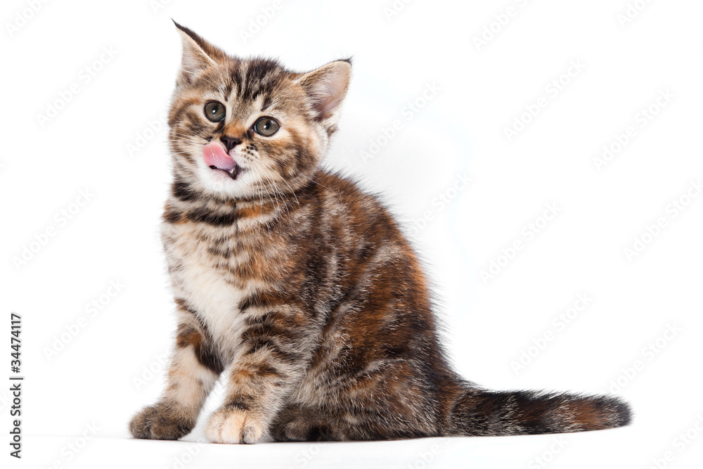British kitten on white background British kitten on white background