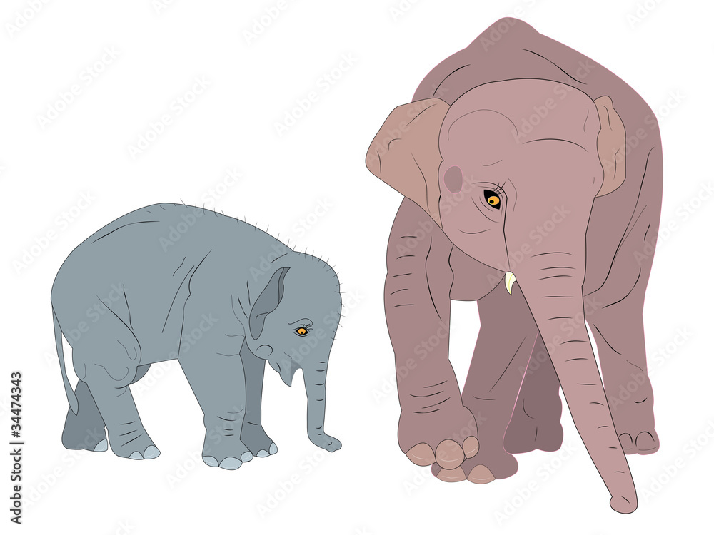 Family of elephants.