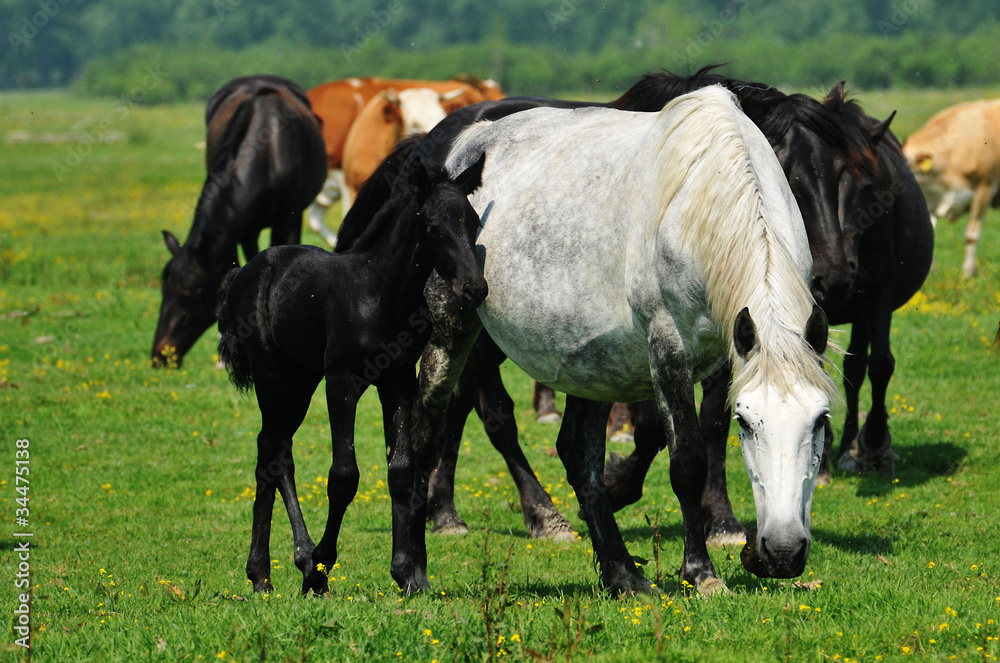 Horse on a green grass