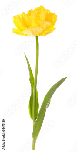 Fototapeta Naklejka Na Ścianę i Meble -  Yellow tulip isolated on white