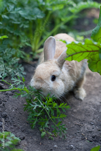 rabbit chewing fennel in garden