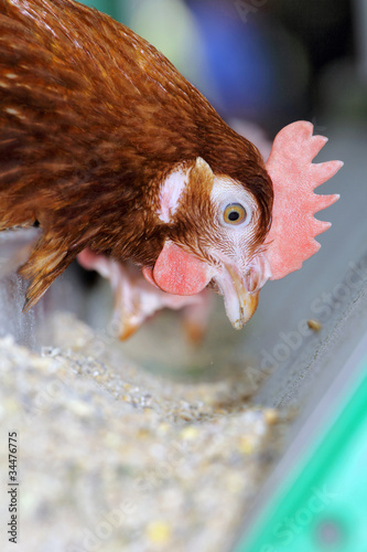 Scarlet chicken