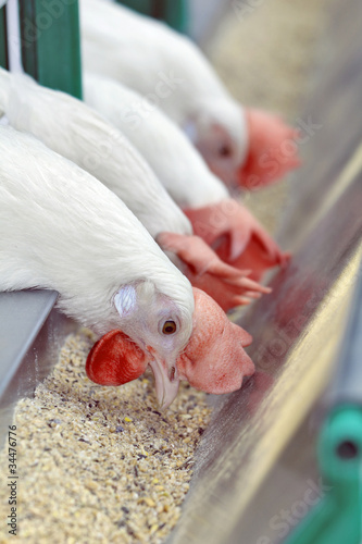 White chickens