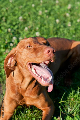 Vizsla Dog Lying in the Grass © brianguest