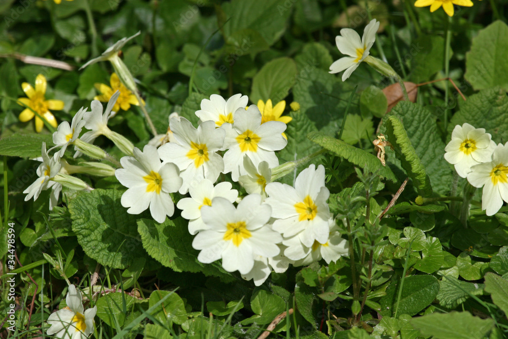 Obraz premium primroses