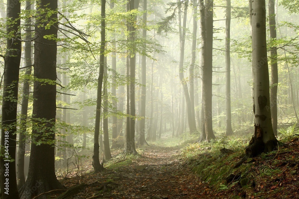 Obraz premium Forest trail among the deciduous and coniferous trees