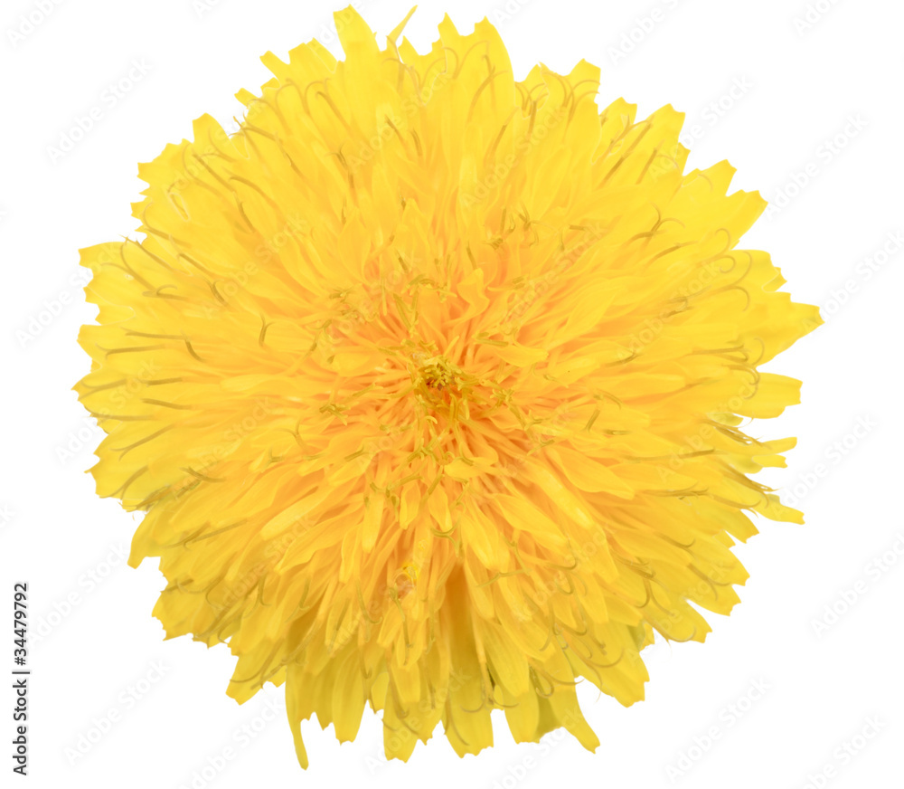 One yellow flower of dandelion isolated on white background One yellow flower of dandelion isolated on white background