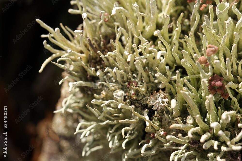 Background of Lichens (Cladonia) Background of Lichens (Cladonia)
