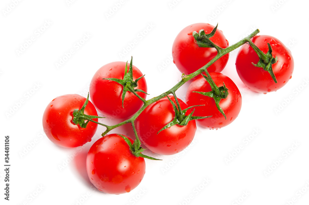 The branch of tomato. The branch of tomato.