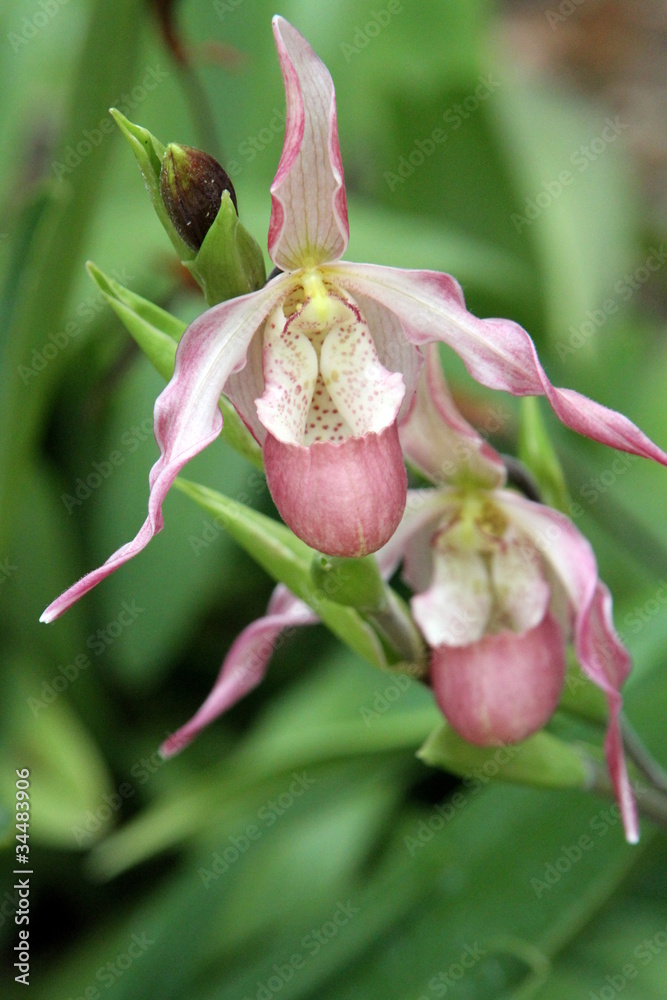 Fototapeta premium SABOT DE VENUS