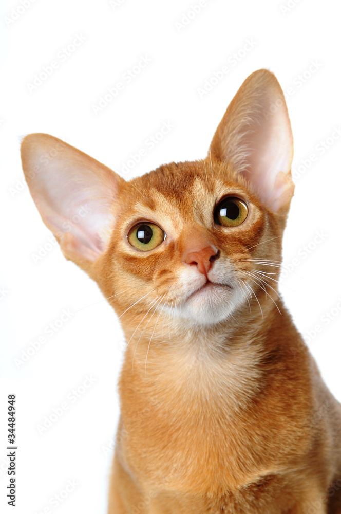 Abyssinian cat portrait isolated on white