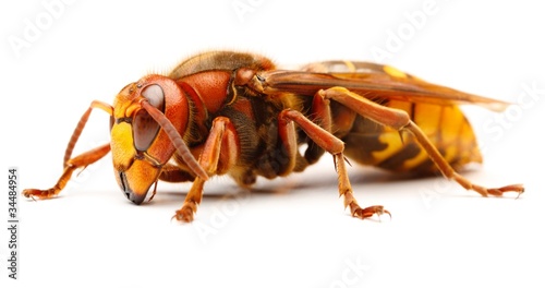 European hornet, Vespa crabro photo